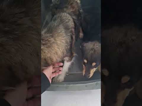 Dolce en vidéo 2