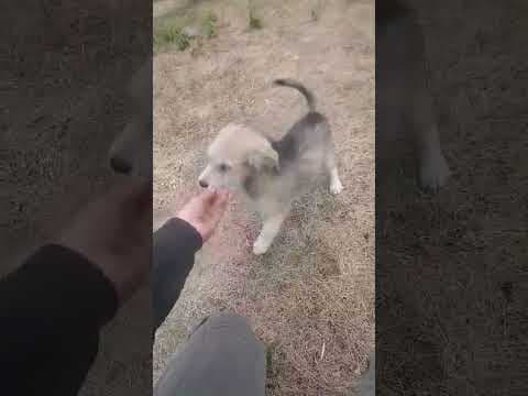 Tofu en vidéo 1