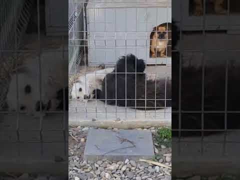 Mimi en vidéo 2