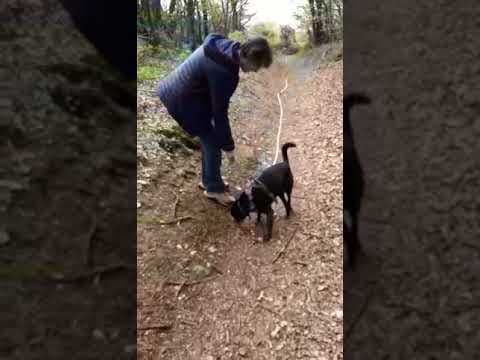Colchique en vidéo 2