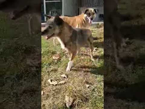 Erra en vidéo 5