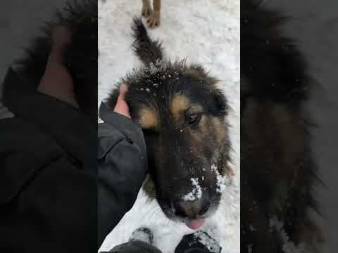 Toundra en vidéo 2