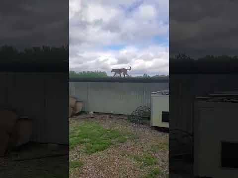 Mayfeld en vidéo 4