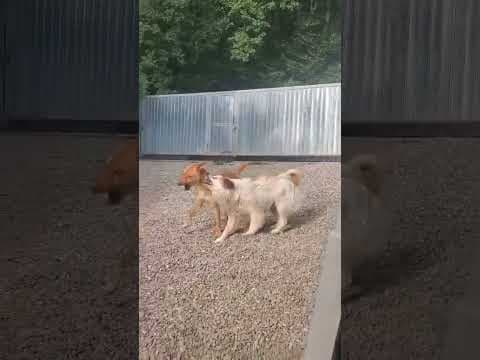 Silco en vidéo 5