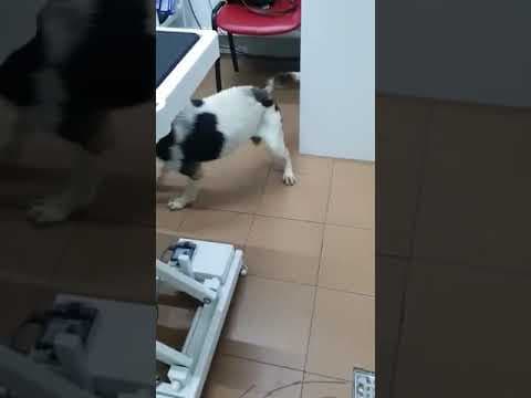 Darwin en vidéo 1