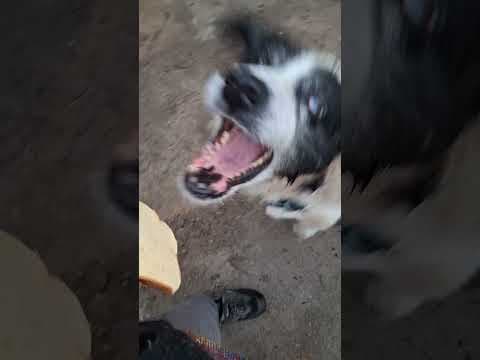 Ixia en vidéo 7