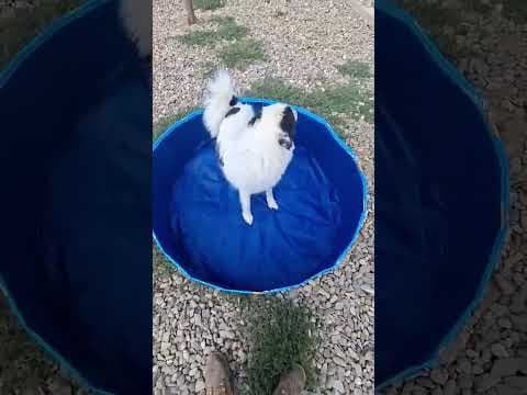 Oreo en vidéo 7