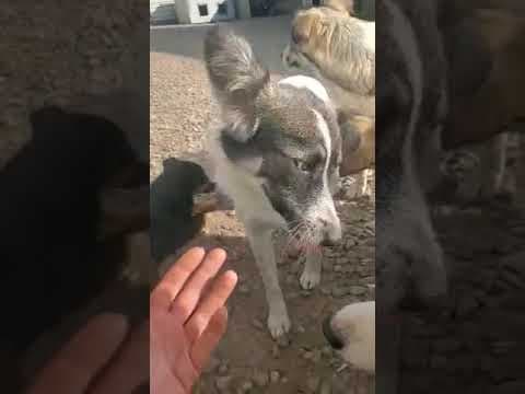 Coral en vidéo 1