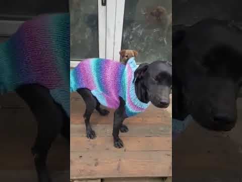 Ezra en vidéo 2
