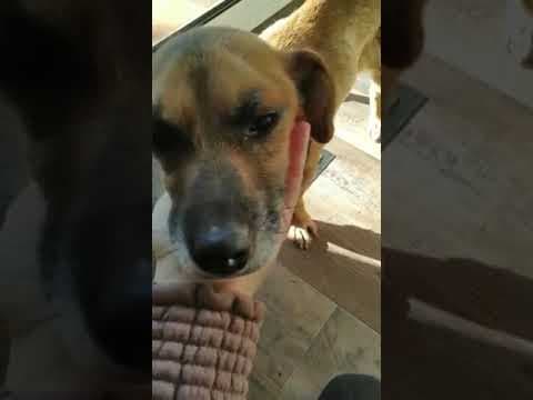 Artea en vidéo 3