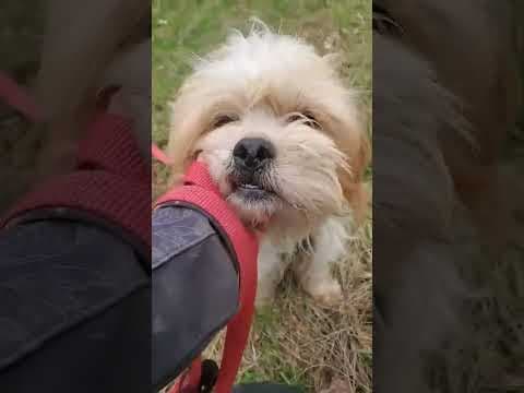 Padawan en vidéo 2