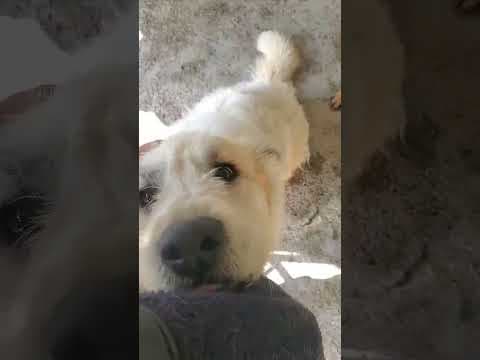 Hagrid en vidéo 1