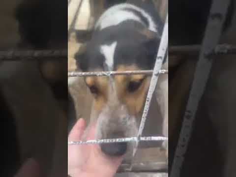 Darwin en vidéo 2