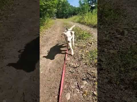 Pistou en vidéo 1
