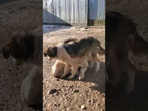 Beoca en vidéo 1