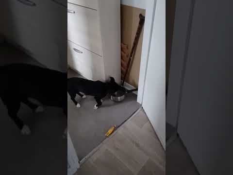Toinette en vidéo 11
