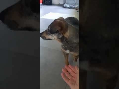 Karaba en vidéo 3