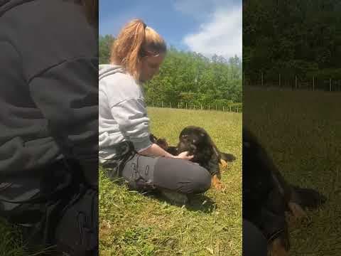 Raven en vidéo 2