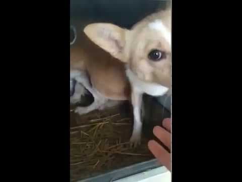 Diego en vidéo 1