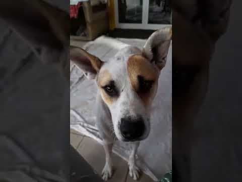 Roxine en vidéo 4