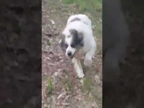 Baïkal en vidéo 8