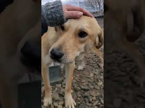 Buckley en vidéo 2
