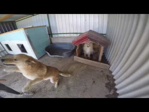 Tiger en vidéo 4