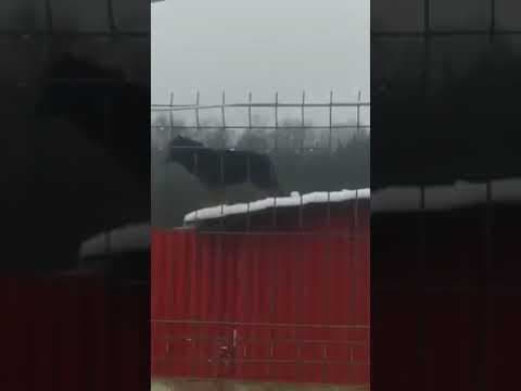 Toundra en vidéo 1