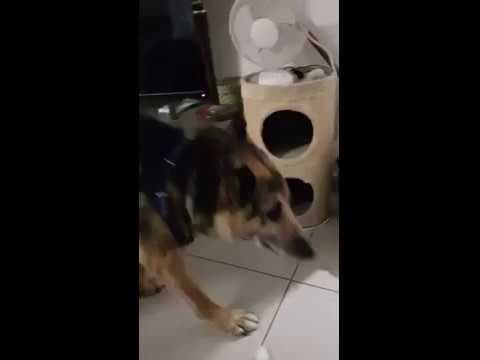 Enee en vidéo 11