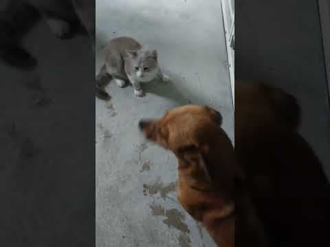 Stella en vidéo 3