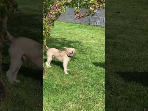 Irving en vidéo 4