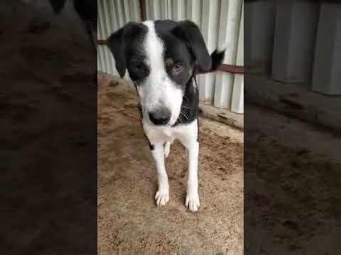 Taïga en vidéo 1