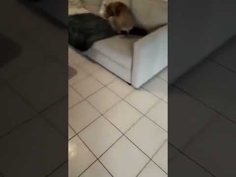 Tartuffe en vidéo 2