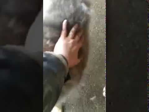 Chipo en vidéo 4
