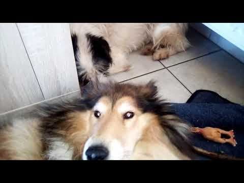 Hiona en vidéo 3