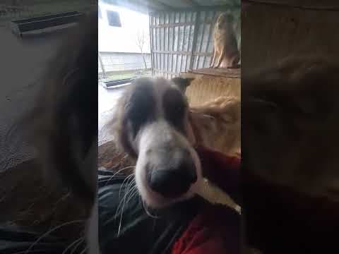 Beethoven en vidéo 5
