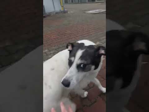 Obelix en vidéo 9