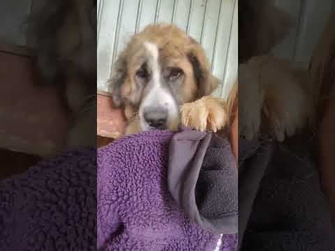 Beethoven en vidéo 4