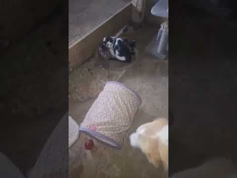 Zuko en vidéo 1