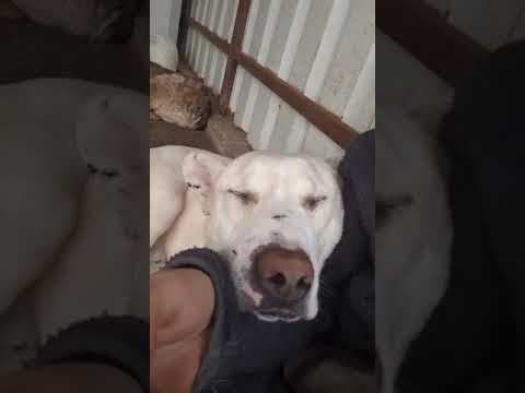 Baylan en vidéo 3