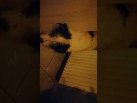 Hiona en vidéo 9