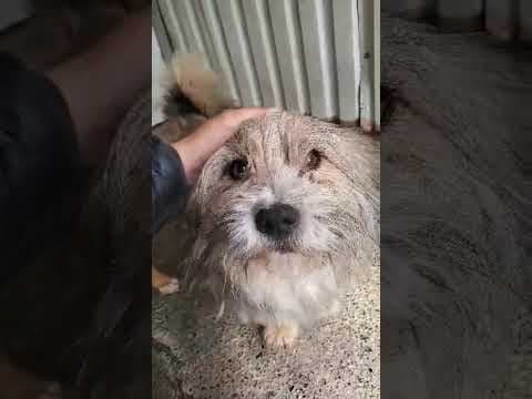 Senator en vidéo 2