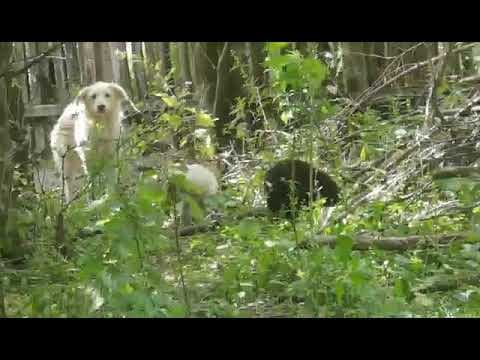 Arum en vidéo 1