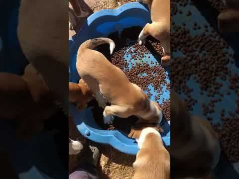 Brando en vidéo 2