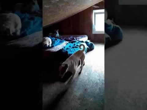 Roxine en vidéo 5