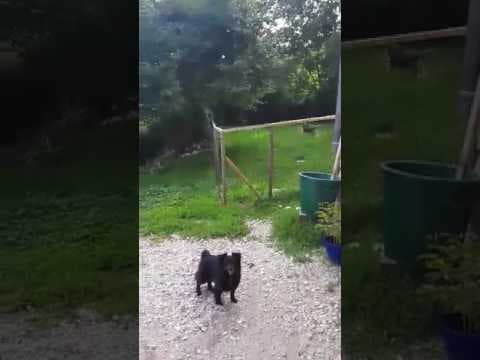 Polochon en vidéo 3