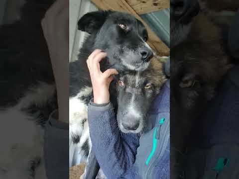 Grisette en vidéo 3