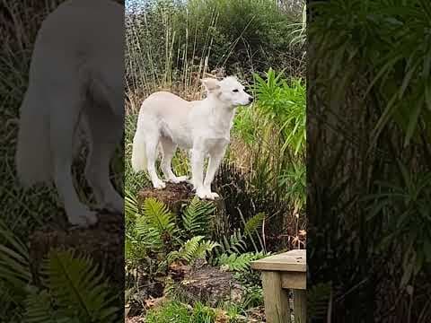 Sumi en vidéo 9