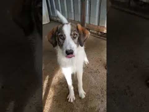 Tibiscuit en vidéo 1