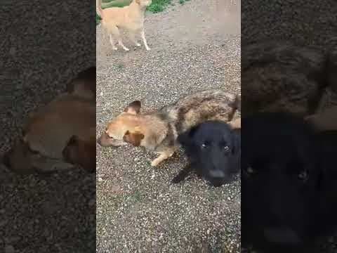 Stetson en vidéo 3
